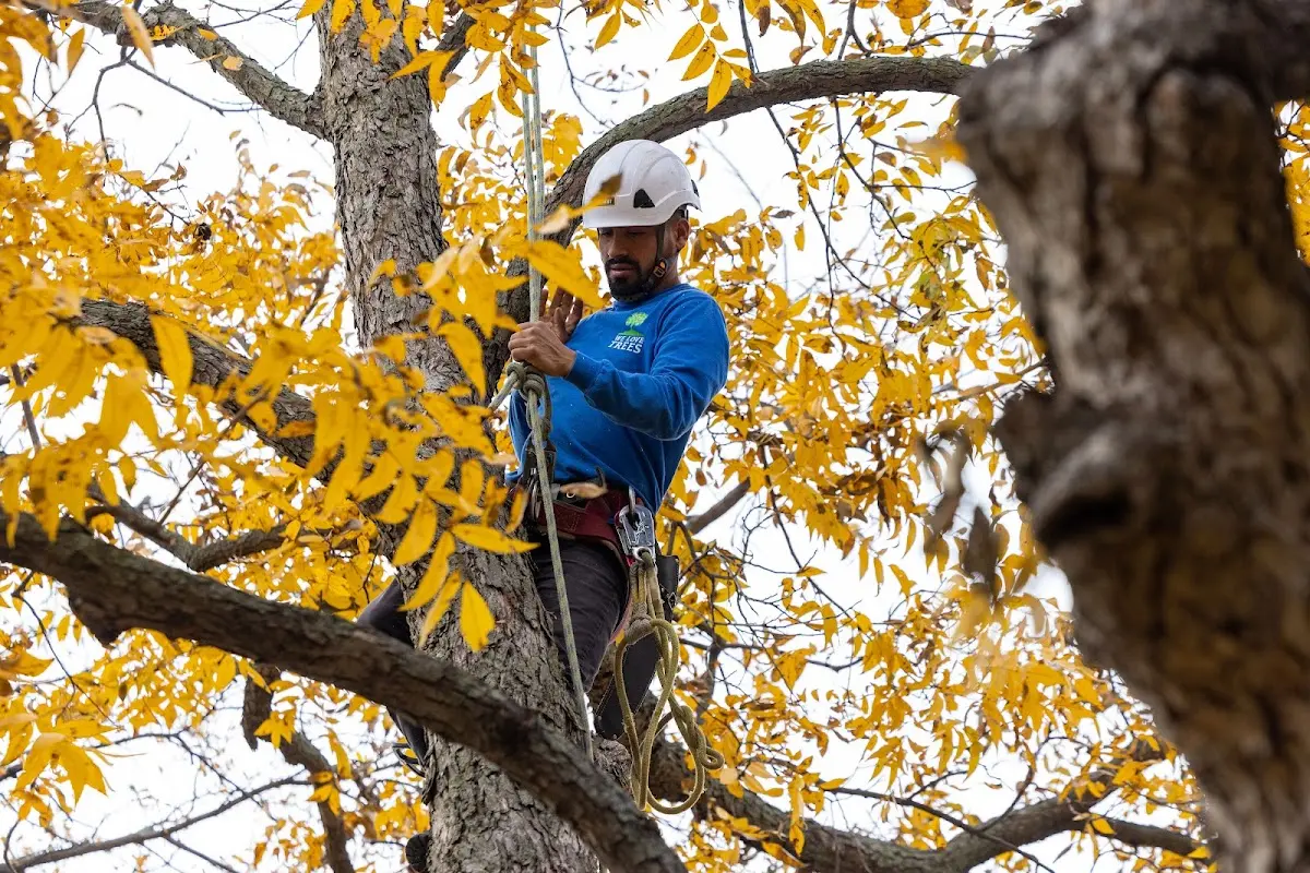 Skilled Tree Planting crew working in Port Washington